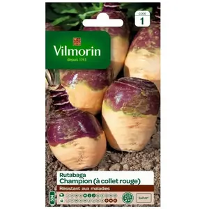 VILMORIN Rutabaga jaune à collet rouge