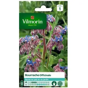 Graine de bourrache officinale - VILMORIN - Plante officinale - Violet - Comestible