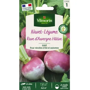 VILMORIN Navet rave d'Auvergne hâtif