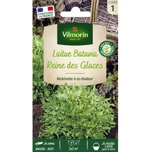 VILMORIN Laitue Batavia Reine des Glaces frisée de Beauregard
