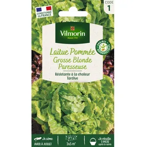 VILMORIN Laitue Pommee Grosse blonde paresseuse