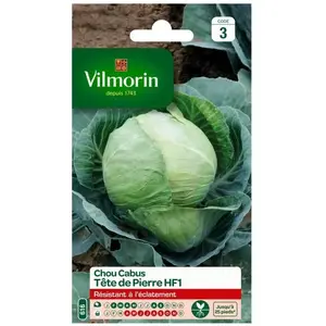 VILMORIN Chou cabus tête de pierre HF1 pas cher