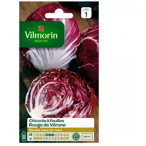 VILMORIN Chicorée à larges feuilles rouges de Vérone pas cher