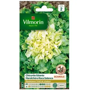VILMORIN Chicorée scarole géante maraichère race Salanca Sel. Vilmorin