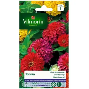 VILMORIN Zinnia a fleur monstrueuse varie pas cher