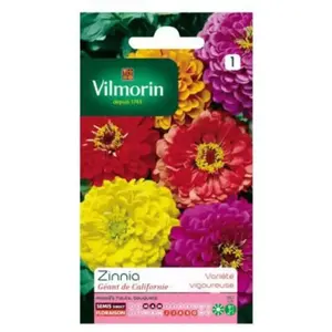 VILMORIN Zinnia Géant de Californie varie