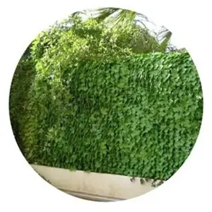 Haie artificielle feuillage lierre JET7GARDEN - Vert - 1 x 3 m pas cher