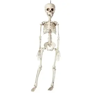 Squelette en plastique - Halloween - 40cm - Décoration originale pas cher