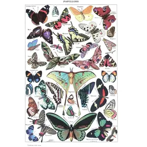 Grafika Illustration du Larousse pour Tous : Papillons, 1907-1910 F-33733 pas cher