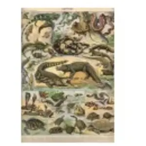 Grafika Illustration du Nouveau Larousse Illustré : Reptiles, 1897-190... pas cher