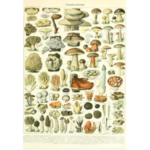 Grafika Illustration du Larousse : Champignons, XIXè Siècle F-33735 pas cher