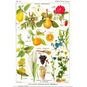 Grafika Illustration du Larousse Medical Illustré : Plantes Astringentes et Apéritives, 1912 F-33736 pas cher