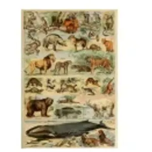 Grafika Illustration du Larousse pour Tous : Mammifères, XIXè Siècle F-33739 pas cher