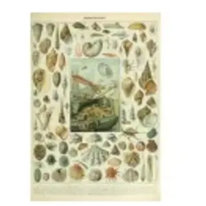 Grafika Illustration du Nouveau Larousse Illustré : Mollusques, XIXè S... pas cher