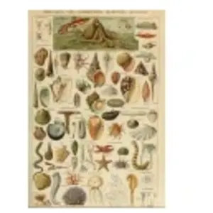 Grafika Illustration du Larousse pour Tous : Mollusques, XIXè Siècle F... pas cher