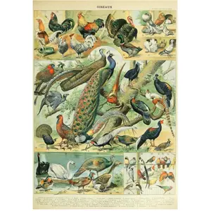 Grafika Illustration du Nouveau Larousse Illustré : Oiseaux, XIXè Siècle F-33745 pas cher