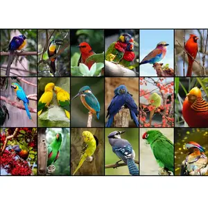 Grafika Collage - Oiseaux Colorés F-30101 pas cher