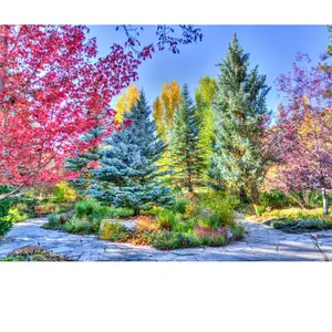 Grafika Forêt Colorée, Colorado, USA F-32262 pas cher