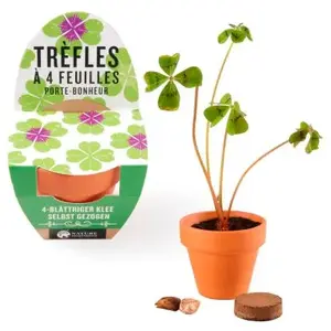 RADIS ET CAPUCINE Mini kit de trèfle à 4 feuilles pas cher