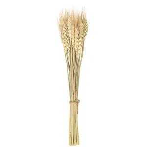 CHAKS Bouquet 24 épis de blé 35cm - Blanc - Adulte - Mixte pas cher