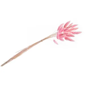 CHAKS BOUQUET 25 TIGES LAGURUS SÉCHÉS 50-60CM ROSE Rose pas cher