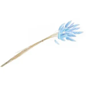 CHAKS BOUQUET 25 TIGES LAGURUS SÉCHÉS 50-60CM BLEU Bleu pas cher