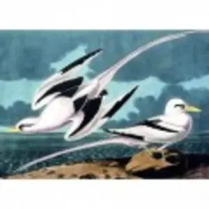 Kiub Mouettes 90091 pas cher