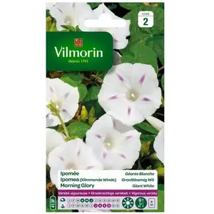 VILMORIN Ipomée blanche étoilée à grande fleur blanche pas cher