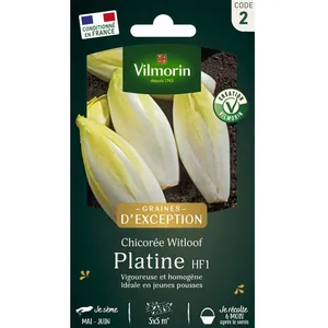 VILMORIN Chicorée Witloof Endive de Bruxelles