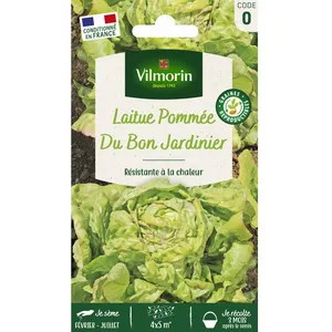 VILMORIN Laitue Pommee du bon jardinier
