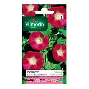 VILMORIN Ipomée Scarlet Ohara pas cher