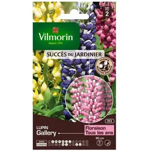VILMORIN Lupin Gallery pas cher