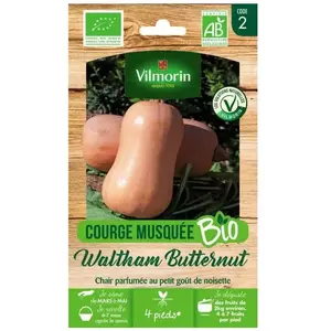 Courge musquée Waltham Butternut bio Vilmorin - Graines potagères - Chair parfumée au petit goût de noisette
