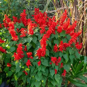 VILMORIN Sauge brasier