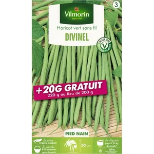 Graine - Vilmorin - Haricot Nain Vert Divinel + 20 g Offert pas cher