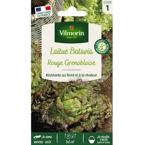 VILMORIN Laitue Rouge Grenobloise pas cher