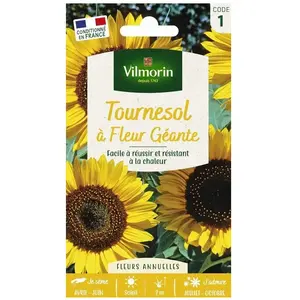Graines de tournesol, à fleurs géantes, fleurs jaunes, Vilmorin