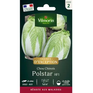 Graines - Vilmorin - Chou Chinois Polstar HF1 - Graines dException pas cher