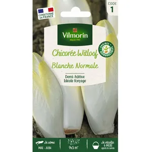 Graines - Vilmorin - Chicorée Witloof (endive) Blanche Normale pas cher