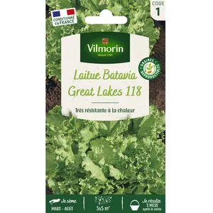 VILMORIN Laitue Batavia Great Lakes 118 type Iceberg pas cher