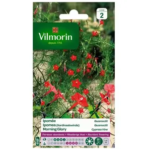 VILMORIN Ipomée Quamoclit à petites fleurs écarlates pas cher