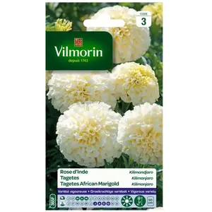 VILMORIN Rose d’Inde Kilimandjaro blanche