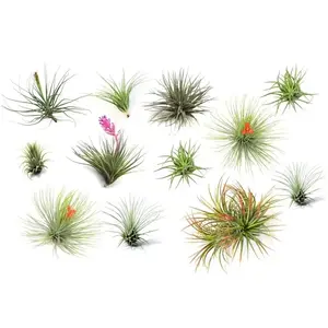 Plant in a Box - Tillandsia - Mix van 12 - Luchtplantjes - Kamerplanten - Decoratief - Hoogte 5-15cm pas cher