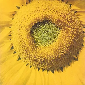 Marvos Valle - Girassol [Vinyl] pas cher