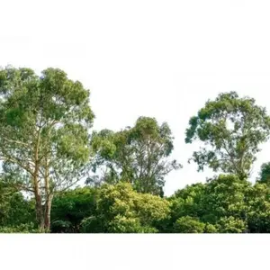 Fotobehang Treetop DD118797 A.S. Création Designwalls | 3D Fotobehang pas cher
