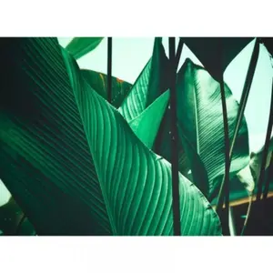 Fotobehang LeafStalks1 DD118556 A.S. Création Designwalls | 3D Fotobehang pas cher