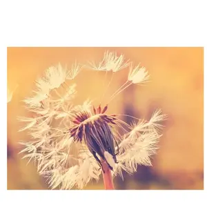 Fotobehang Dandelion1 DD118594 A.S. Création Designwalls | Fotobehang