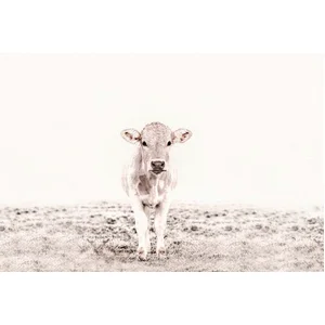 Fotobehang HighlandCattle3 DD119833 A.S. Création ARTist Grijs Wit Vli...