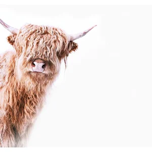 Fotobehang HighlandCattle2 DD119825 A.S. Création ARTist Beige Creme W...