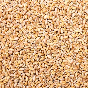 20 kg Tarwe Kippenvoer, Enkelvoudig Voer voor Kippen en Pluimvee, Voedertarwe, Tarwekorrels, Graan, Pluimveevoer, Zak Tarwekorrels, Wilde Vogels, Petigi pas cher